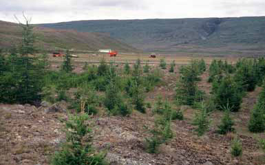 Lerki plantað í gróðurvana mel á Mælivöllum á Jökuldal. Mynd: S. Bl. 9. ág. 2008.